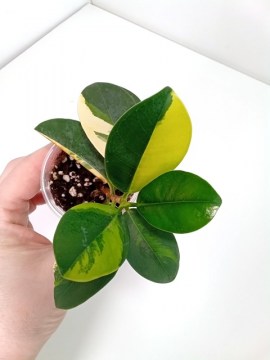 Фикус Green Island Variegated мал 02052022 1